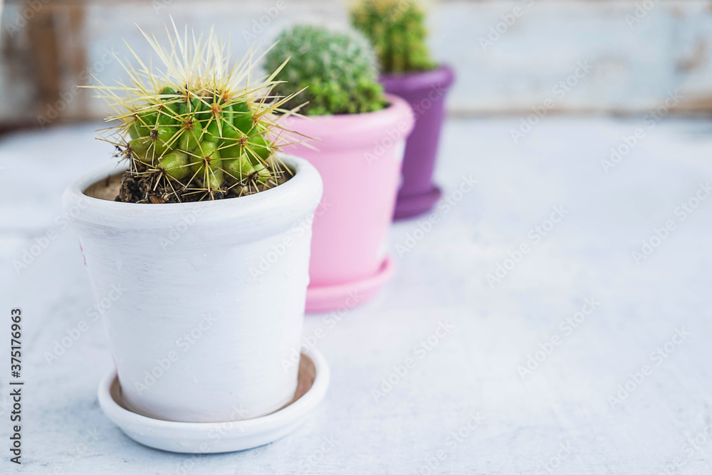 Cactus on a wooden table Cactus on a wooden table