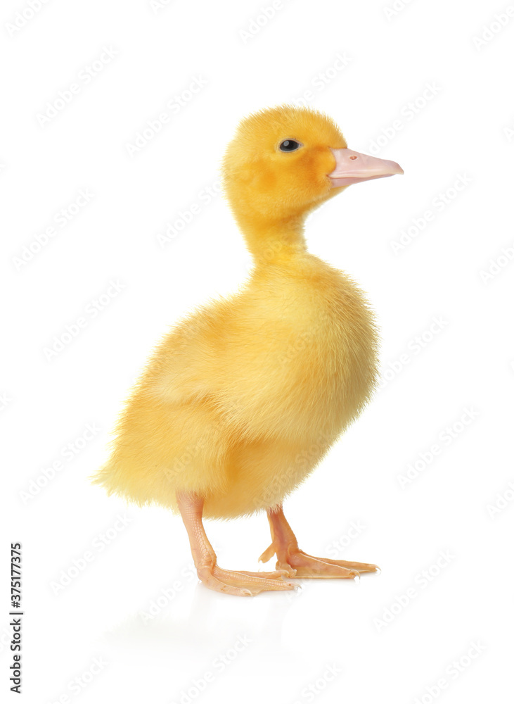 Cute fluffy gosling on white background. Farm animal Cute fluffy gosling on white background. Farm animal