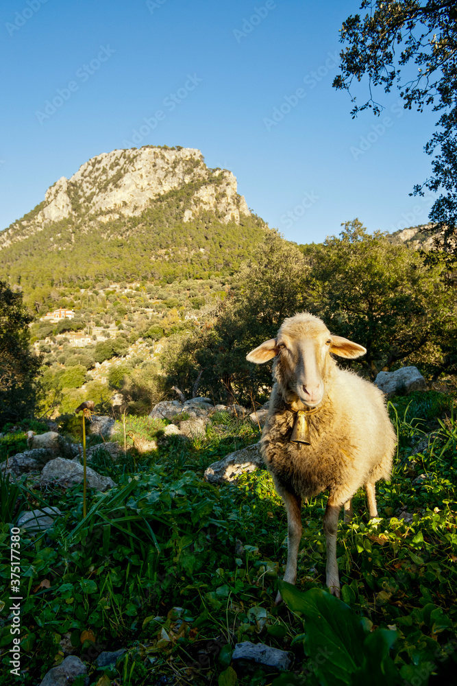 Naklejka premium Oveja frente a la Talaia Vella, 858 metros.Valldemossa.Mallorca.Islas Baleares. Spain.