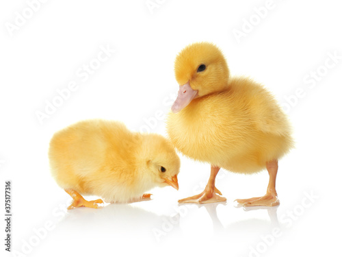 Cute baby chicken and gosling on white background. Farm animals photo