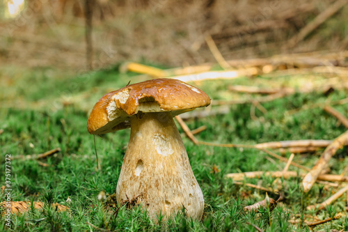 Edible mushroom cut in the woods. Mushroom boletus edilus growing in green moss. Autumn forest mushrooms scene.Vegetarian diet fresh food.Tasty natural product.Time for mushrooming and outdoor