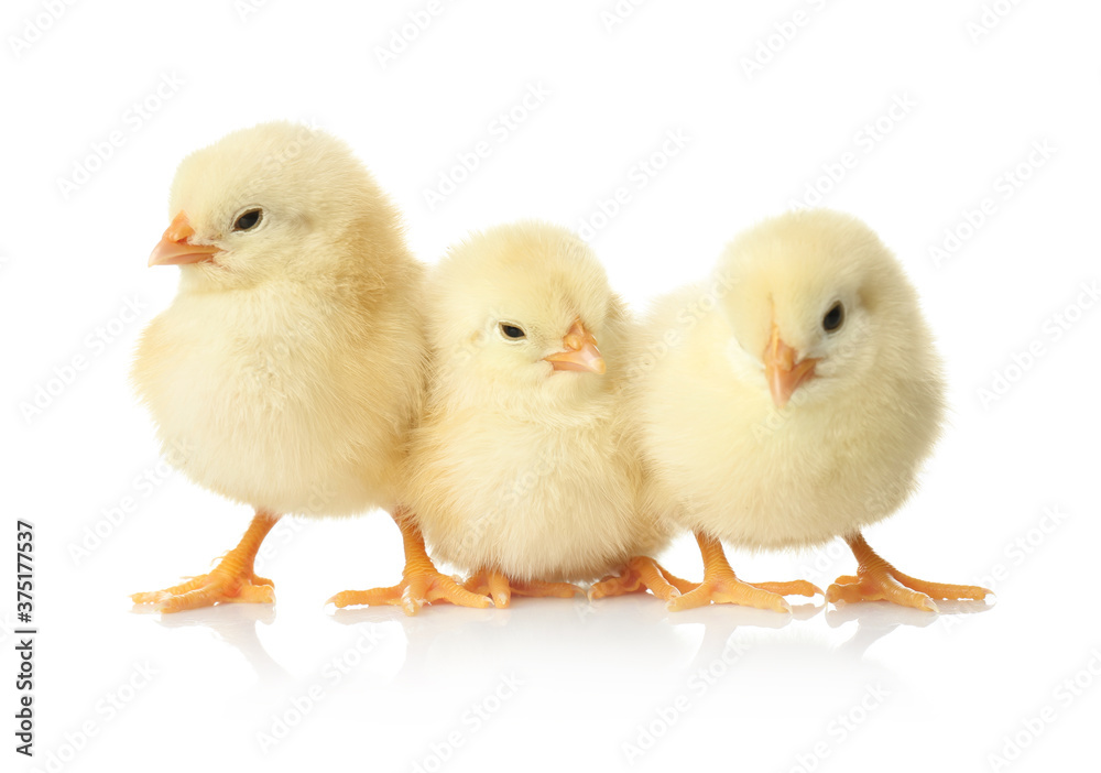 Cute fluffy baby chickens on white background. Farm animals