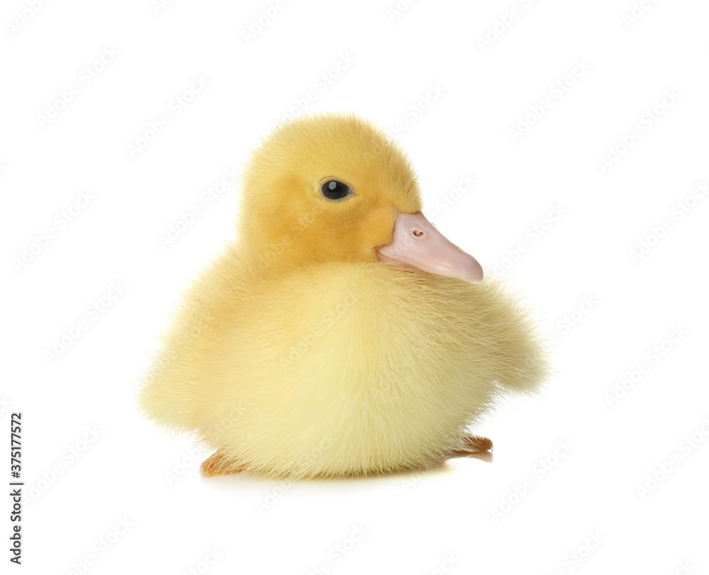Cute fluffy gosling on white background. Farm animal Cute fluffy gosling on white background. Farm animal