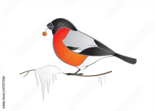 Bullfinch sitting on branch with icicles Isolated on white background. Vector illustration. 
