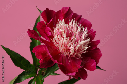 Dark red peony flower with a light center Japanese shape isolated on a pink background.