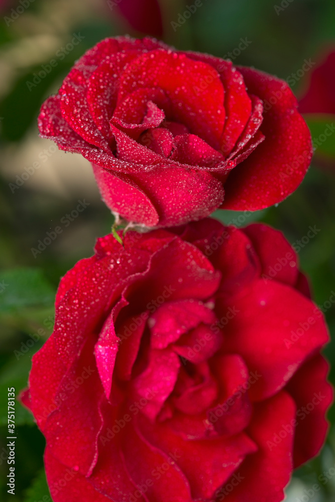 A red rose in the garden covered with drops of dew. A red rose in the garden covered with drops of dew.