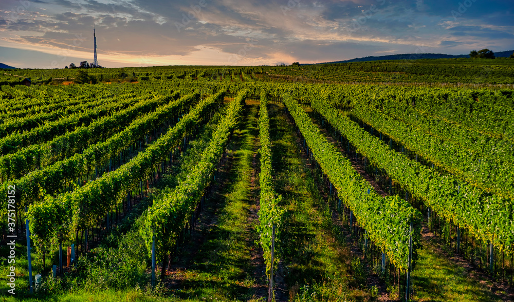Fototapeta premium sunset over the green vineyards