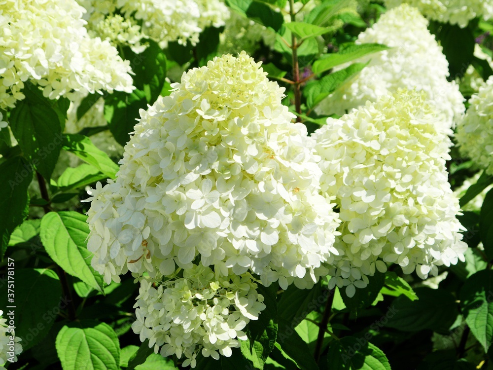 white hydrangea bloomed against a blurred green background, the last breath of summer extends decadently into autumn, Plant genus in the hydrangea family, Hydrangeaceae white hydrangea bloomed against a blurred green background, the last breath of summer extends decadently into autumn, Plant genus in the hydrangea family, Hydrangeaceae
