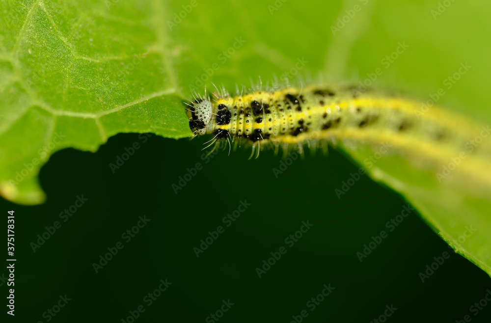 The green shaggy caterpillar eats fresh foliage. Macro photography. A small depth of field. The green shaggy caterpillar eats fresh foliage. Macro photography. A small depth of field.