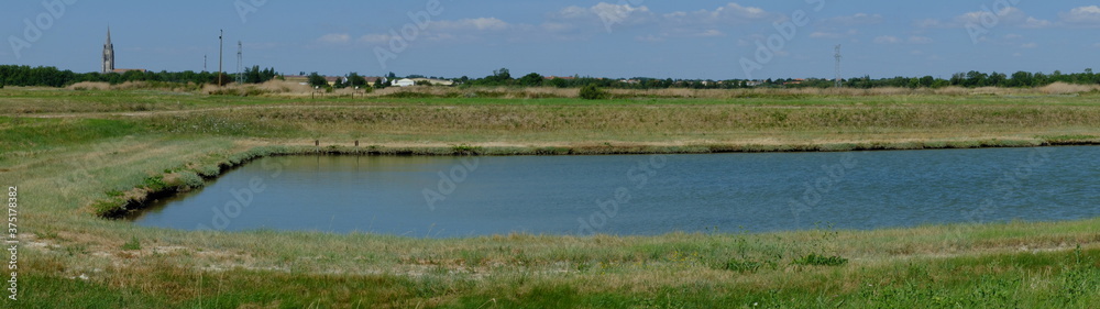 Fototapeta premium les chemins de la Seudre à vélo