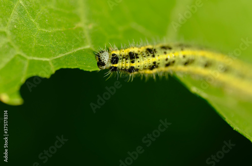 The green shaggy caterpillar eats fresh foliage. Macro photography. A small depth of field. © Александр Овсянников