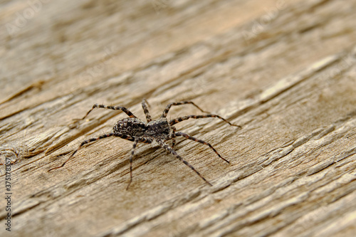 Not a big black spider on a wooden background. Macro shooting.