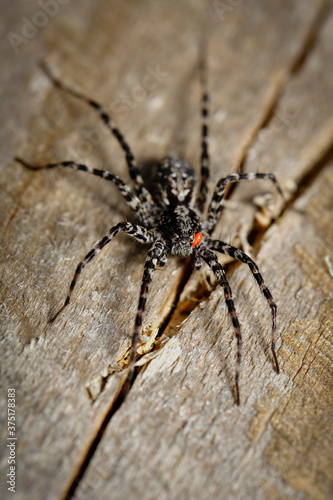 A large black spider on a wooden surface. Macro shooting.