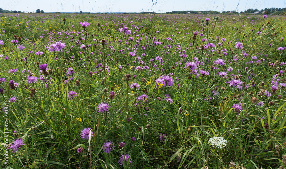 Meadow grass and flowers. Wild flowers, chamomile, summer. Grass and flowers in the field. Meadow grass and flowers. Wild flowers, chamomile, summer. Grass and flowers in the field.
