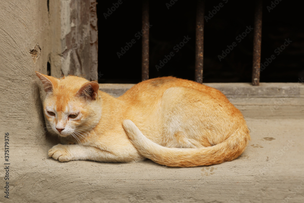 Fototapeta premium Image of a Cat from my village home