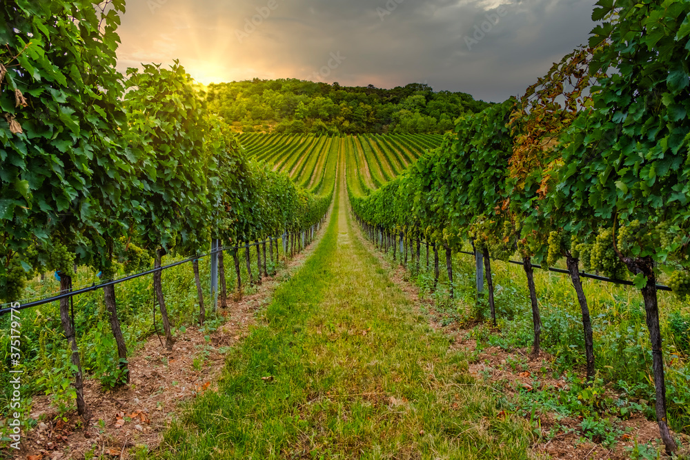 beautiful sunset over the green vineyards landscape 