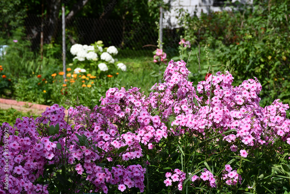 Blooming pink Phlox in the garden close-up. Large inflorescences.