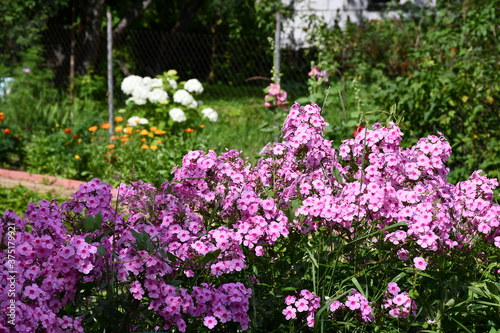 Blooming pink Phlox in the garden close-up. Large inflorescences. © Olga