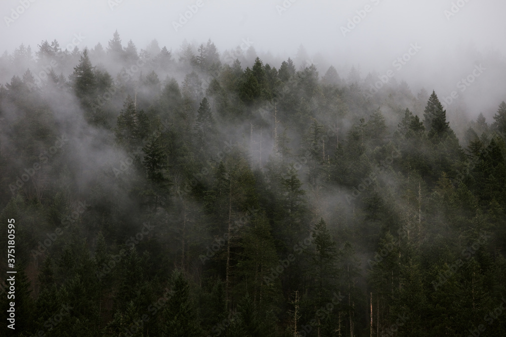 Foggy Northwest Tree Tops Foggy Northwest Tree Tops
