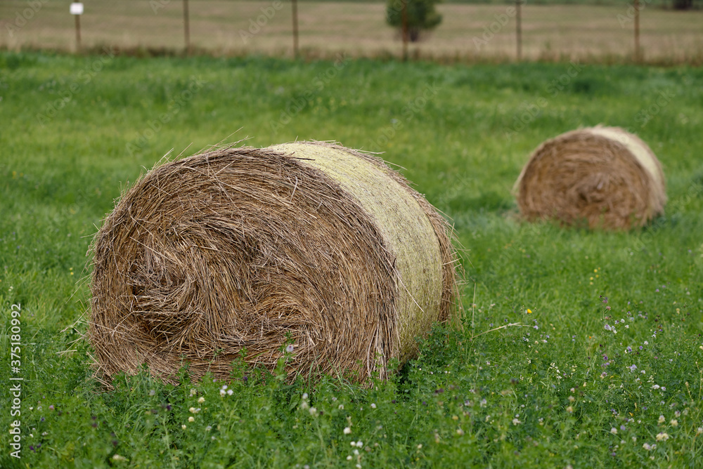 Horizontal view of yellow and brown straw and hay bales on a large farm field ready for collection Horizontal view of yellow and brown straw and hay bales on a large farm field ready for collection