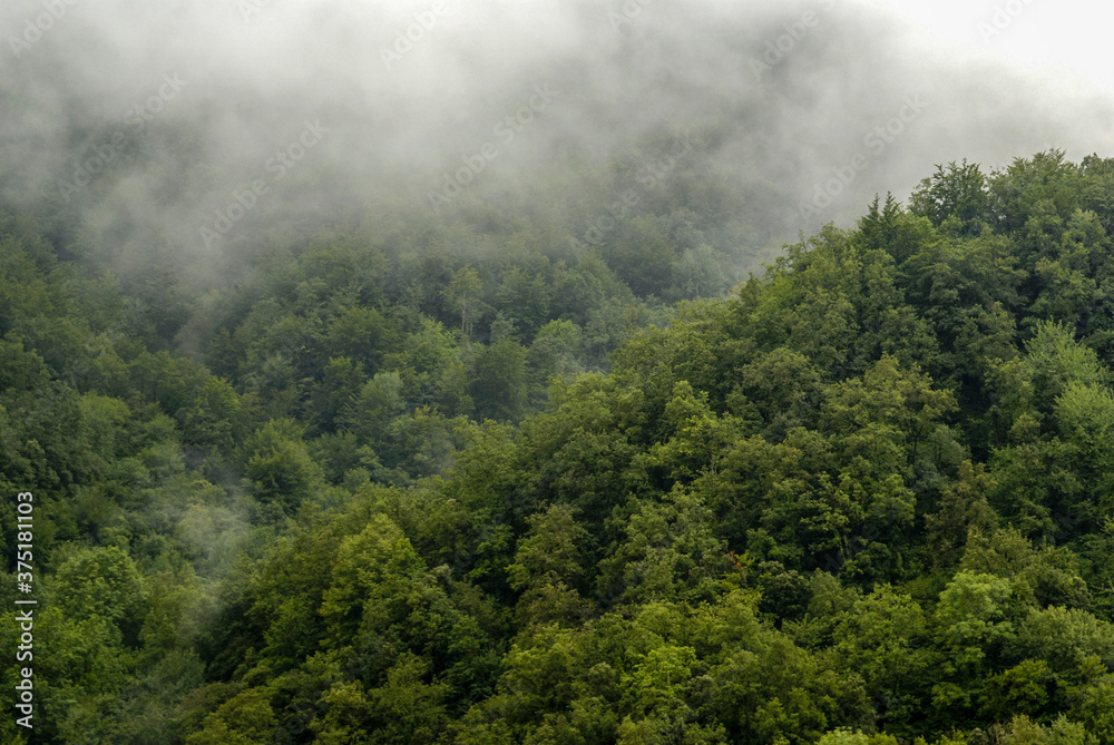 Bosque cerca de Les Masies. Garrotxa.Catalunya. España.