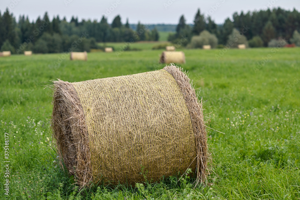 Horizontal view of yellow and brown straw and hay bales  on a large farm field ready for collection