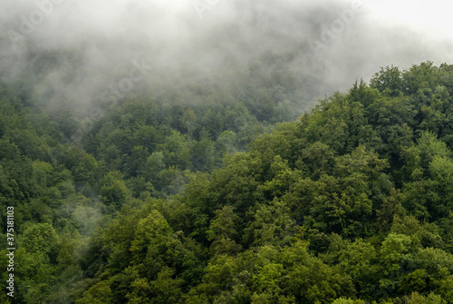 Bosque cerca de Les Masies. Garrotxa.Catalunya. España.