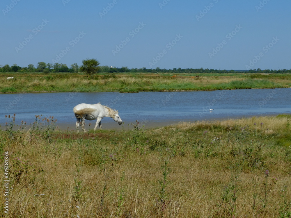 Fototapeta premium les chemins de la Seudre à vélo