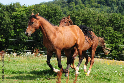 Zweijährige American Quarter Horse Hengste