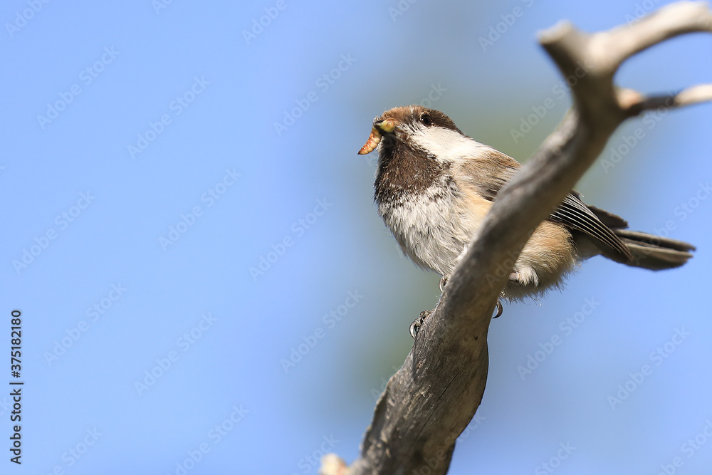 Obraz premium Siberian Tit
