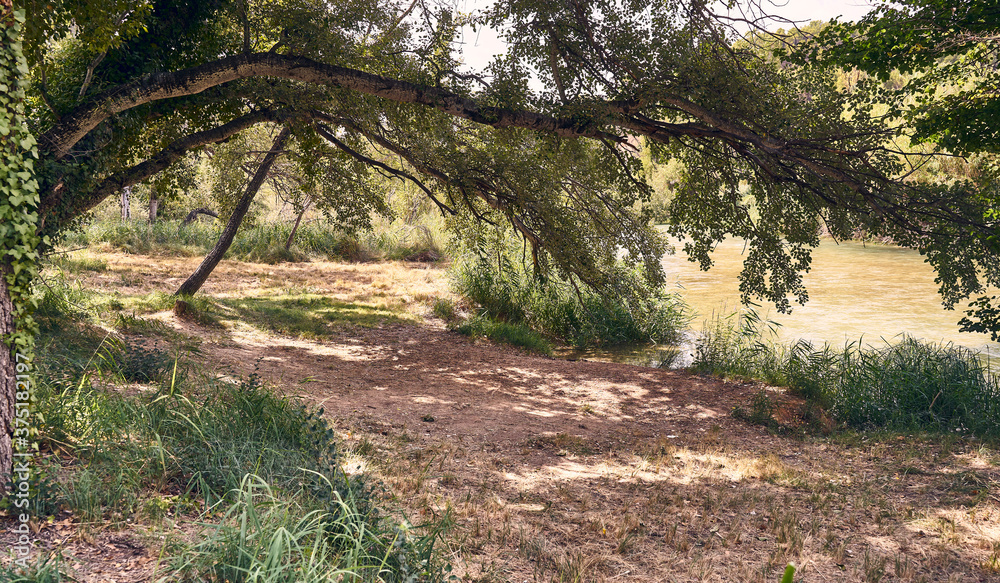 Fototapeta premium a vine climbs the tree