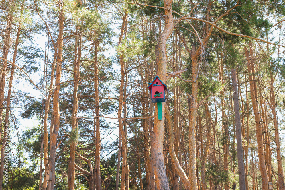 Fototapeta premium birdhouse on the tree, Pine forest, pine trunks, bird house