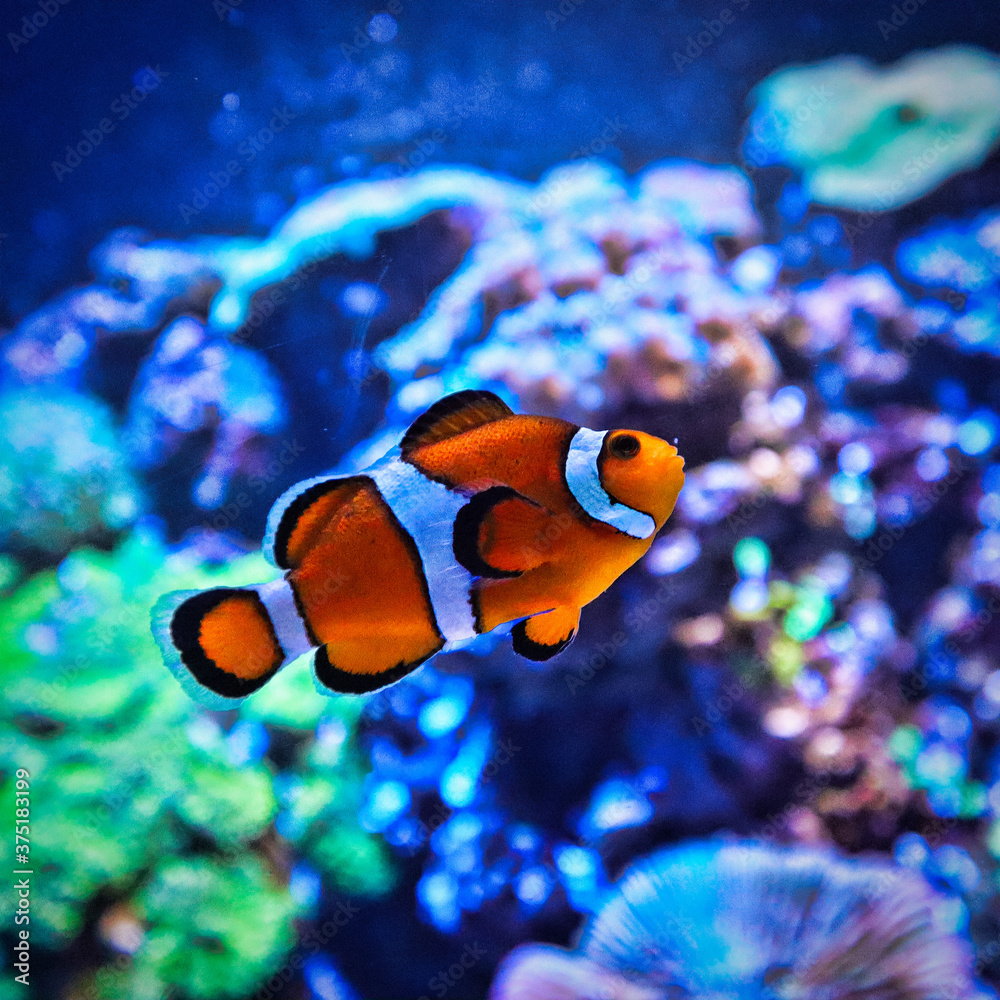 clown fish in aquarium clown fish in aquarium
