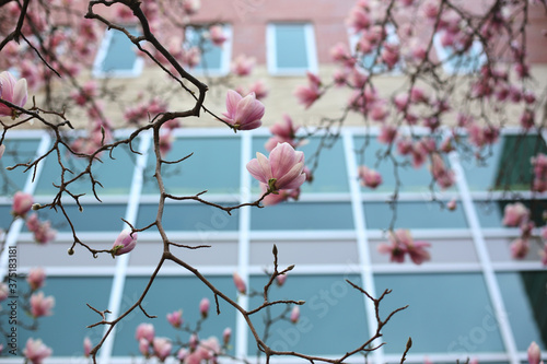 Magnolia Trees Blooming Against A Mid Century Building photo