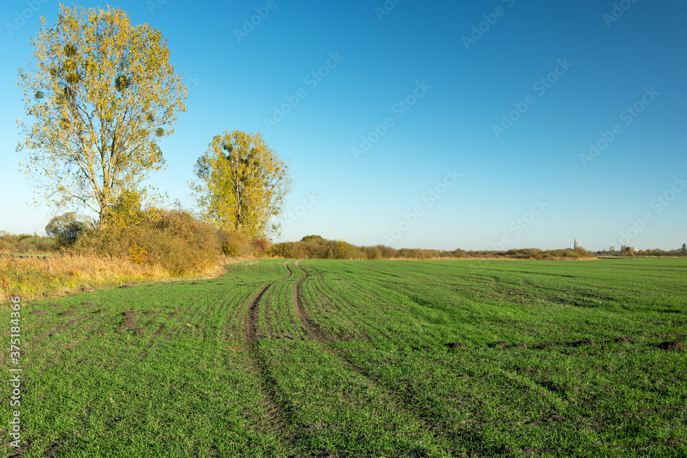 Traces of wheels in green field, autumn yellow trees and blue sky Traces of wheels in green field, autumn yellow trees and blue sky