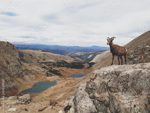 Bighorn Sheep Overlook