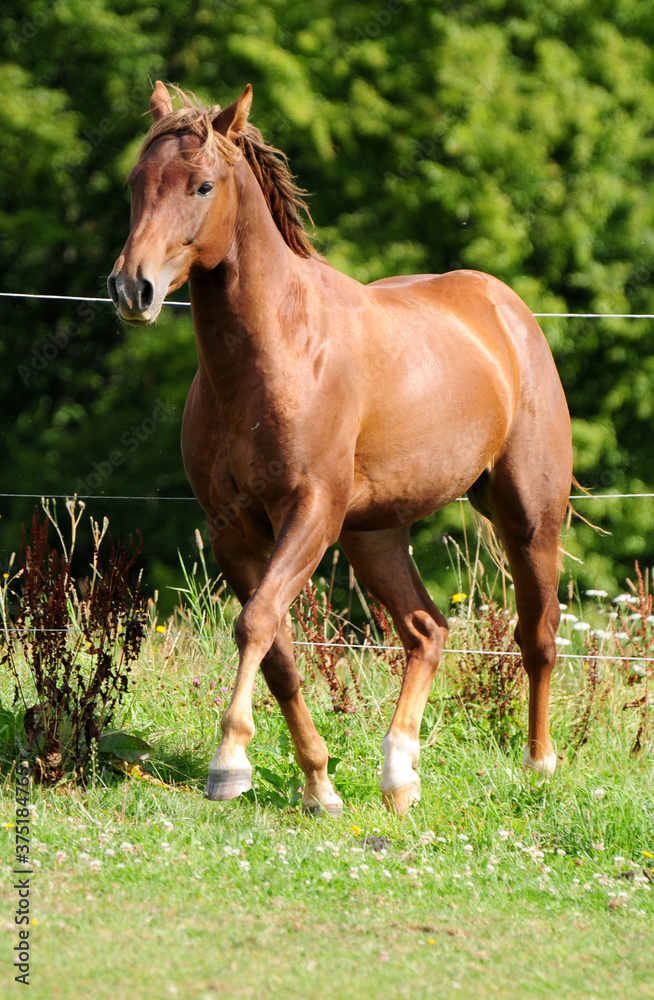 Zweijähriger American Quarter Horse Hengst Zweijähriger American Quarter Horse Hengst