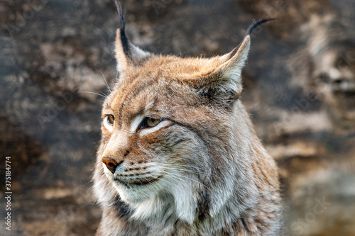 Luchs © Eduard Stebner