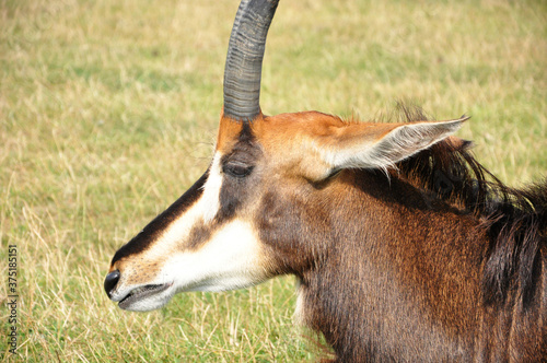 Close up of a Male Impala