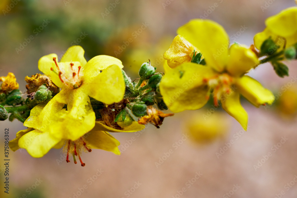 yellow flowers on a green background yellow flowers on a green background
