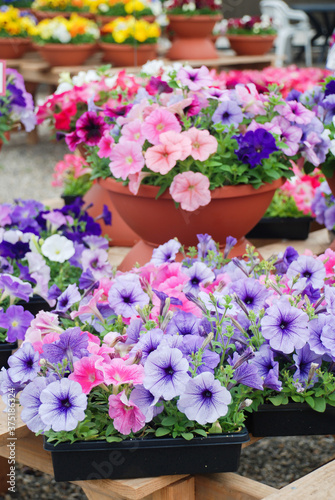 Petunia  Petunias in the tray Petunia in the pot