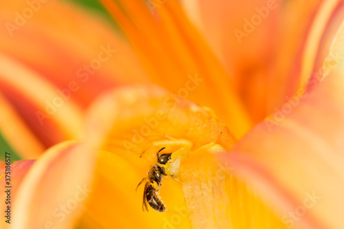 A Crab Spider holding a bee which it had just captured photo