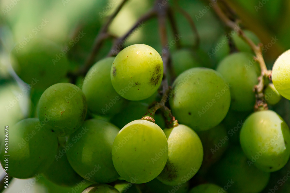 Close up shot of homemade grapes large and juicy, harvest in the backyard