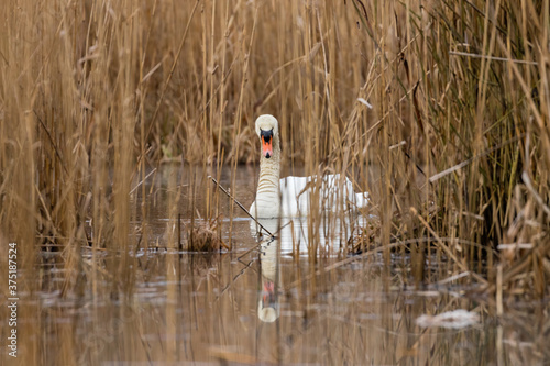 Łabędź niemy Cygnus olor widzi Ciebie