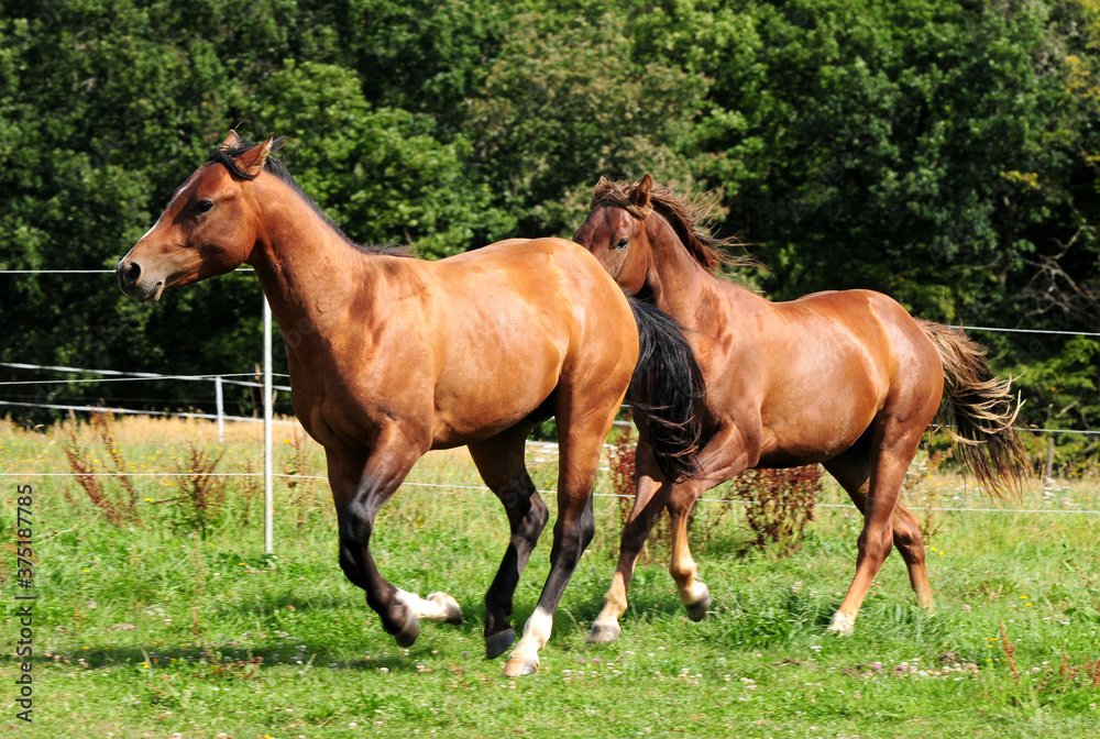 Zweijährige American Quarter Horse Hengste Zweijährige American Quarter Horse Hengste