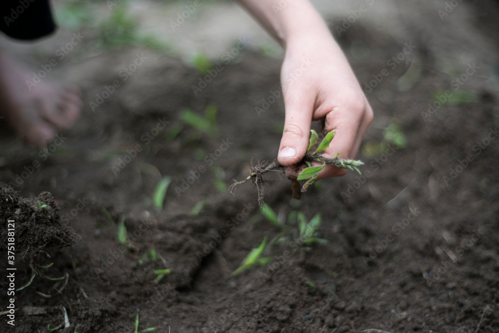 Child's hand pulling weeds from soil, readying it for a garden Stock