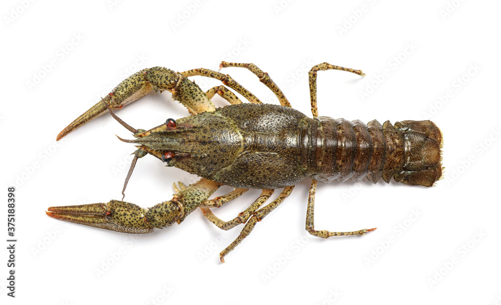 Fresh raw crayfish isolated on white, top view. Healthy seafood Fresh raw crayfish isolated on white, top view. Healthy seafood