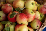summer harvest of ripe, juicy apples, basket full