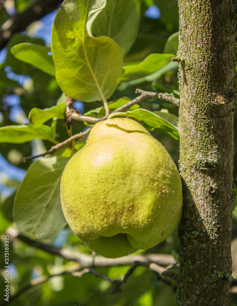 quince fruit grows on quince tree in garden. quince fruit grows on quince tree in garden.