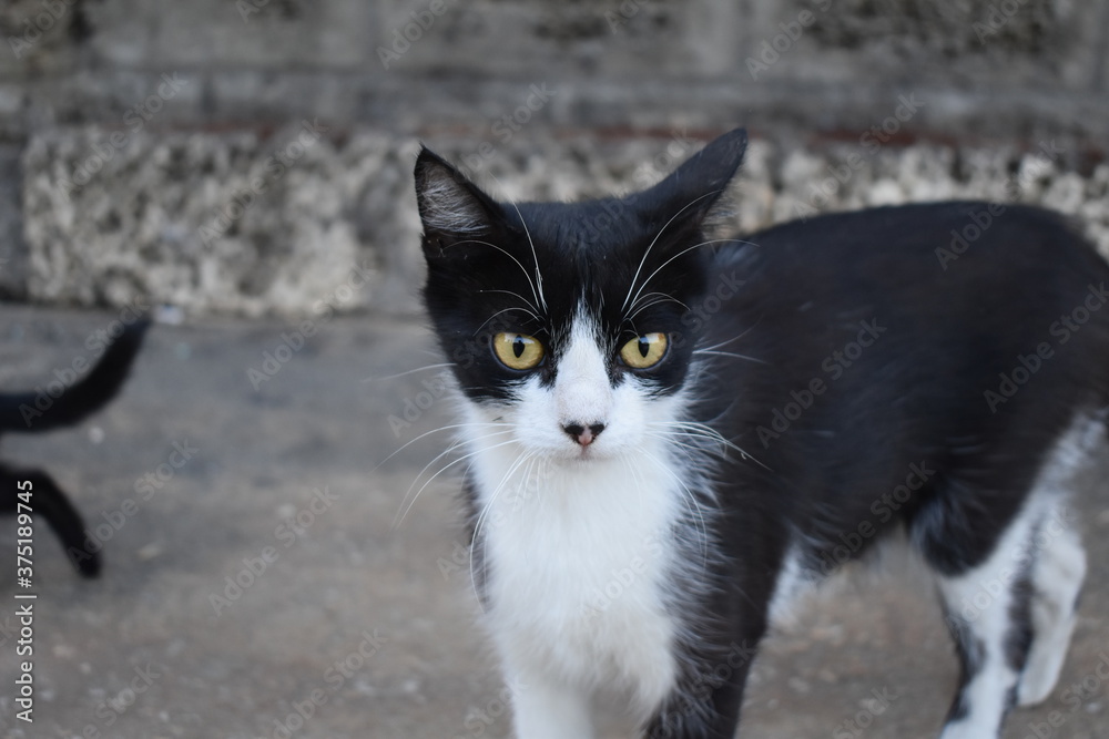 black and white cat